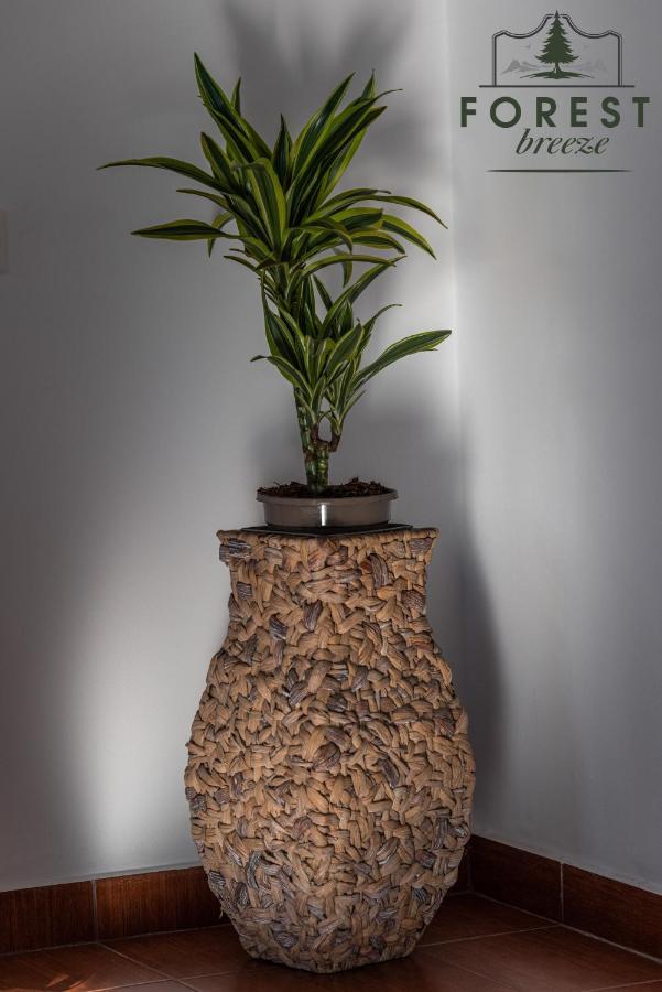Forest Breeze Apartterrace Brasov Bagian luar foto